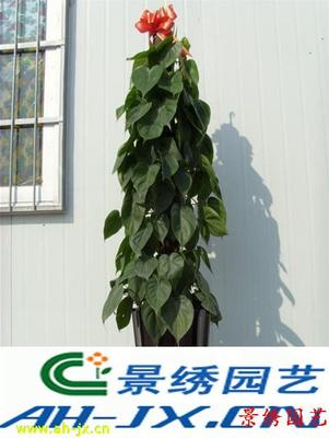 青苹果-办公家居净化空气