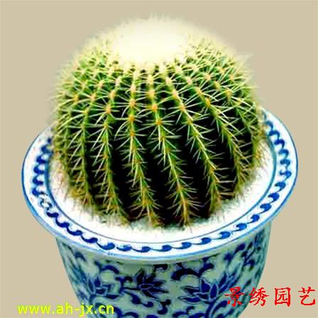 仙人球